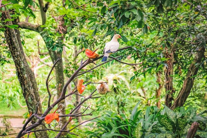 Kuala Lumpur: Bird Park Day Ticket & 1-Way Transfer - Getting from your hotel to Lake Gardens: the one-way transfer playbook