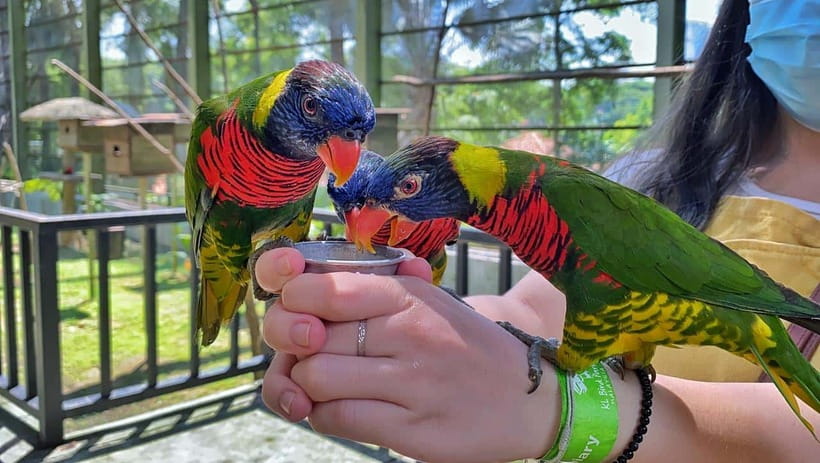 Kuala Lumpur: Bird Park Day Ticket & 1-Way Transfer - Inside the park: a 4-zone setup that helps you pace the day
