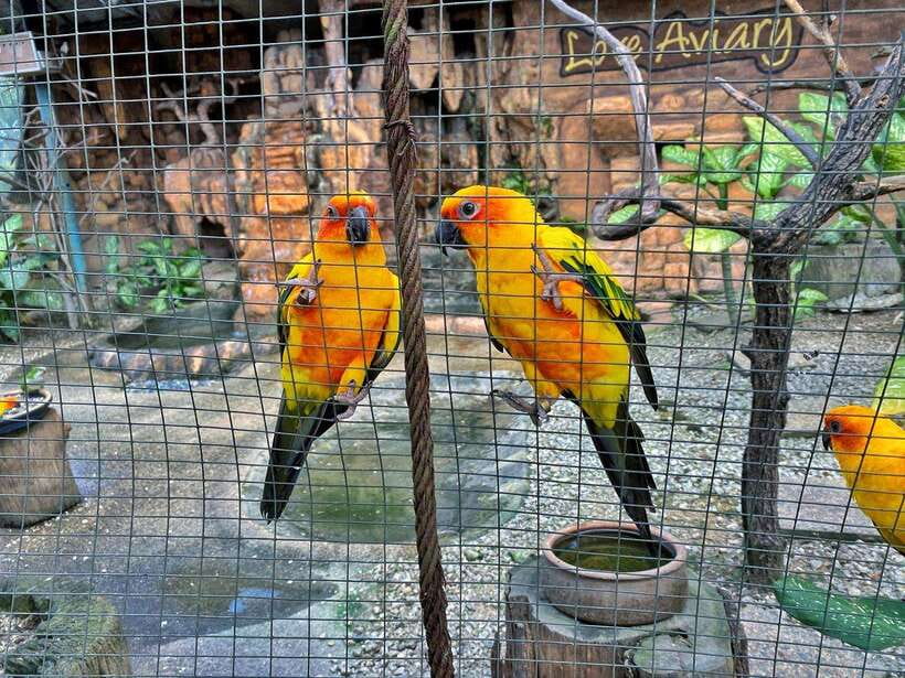 Kuala Lumpur: Bird Park Day Ticket & 1-Way Transfer - How long you should plan for (and why 1 day can mean 4)