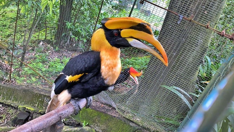 Kuala Lumpur: Bird Park Day Ticket & 1-Way Transfer - Practical rules that affect your comfort