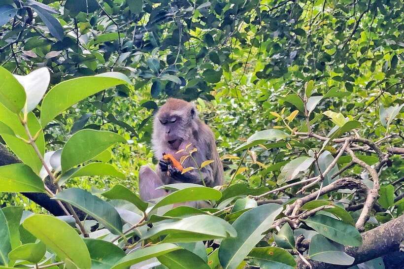 Kuala Lumpur: Bird Park Day Ticket & 1-Way Transfer - Getting value out of a shared transfer