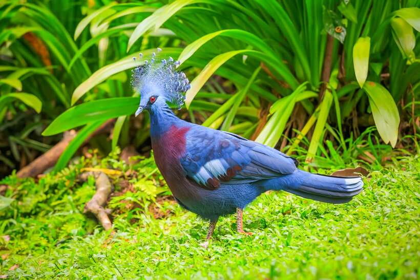 Kuala Lumpur: Bird Park Day Ticket & 1-Way Transfer - Price and value: what your $30 includes and what it does not