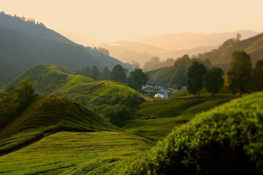 Kuala Lumpur: Cameron Highlands Highlights & Batu Caves Tour - Price and value for a private group up to 3