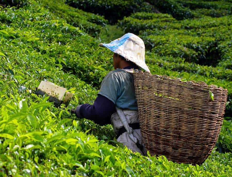 Kuala Lumpur: Cameron Highlands Highlights & Batu Caves Tour - Lata Iskandar Waterfall: a short jungle-style break