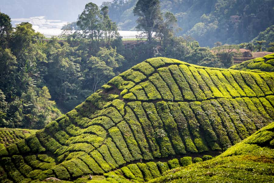 Kuala Lumpur: Cameron Highlands Highlights & Batu Caves Tour - BOH Tea Plantation Sungai Palas: the views, the tour, and the coffee stop moment