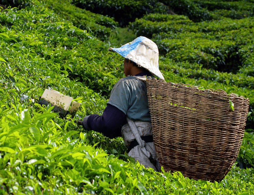 Kuala Lumpur: Cameron Highlands Highlights & Batu Caves Tour - How timing and transportation shape the whole day
