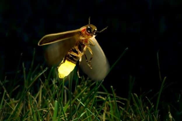 Kuala Lumpur: Fireflies & Blue Tears Tour with Seafood Meal - Key things that make this tour worth your time