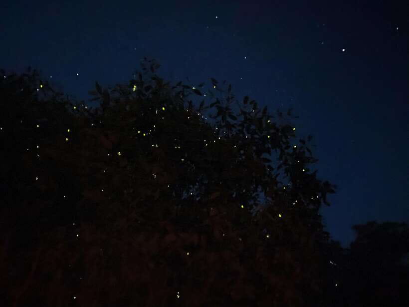 Kuala Lumpur: Kuala Selangor Fireflies and Blue Tears Tour - Key highlights worth getting excited about