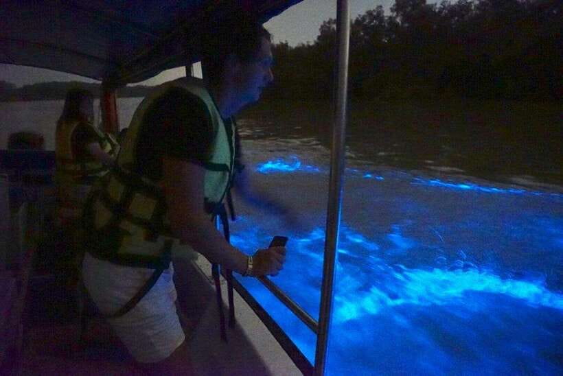 Kuala Lumpur: Kuala Selangor Fireflies and Blue Tears Tour - Timing, Weather, and Getting the Most From the Night