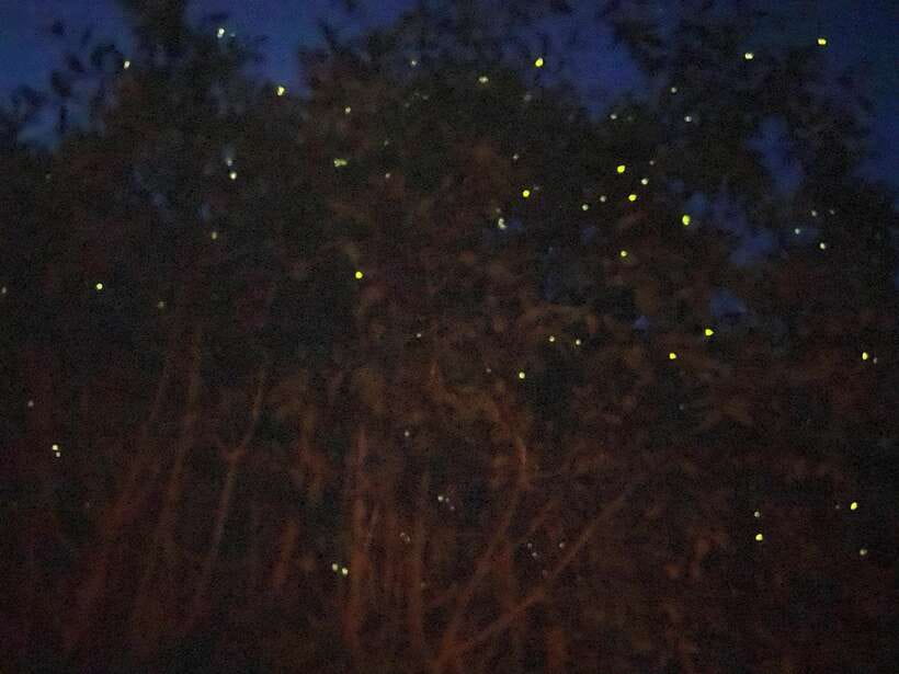 Kuala Lumpur: Kuala Selangor Fireflies and Blue Tears Tour - Why Kuala Selangor Feels Like a Nighttime Fairy Tale