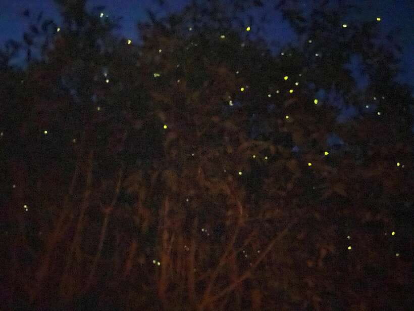 Kuala Lumpur: Kuala Selangor Fireflies and Blue Tears Tour - Kota Melawati Fortress: Where the Day Gets Its Story