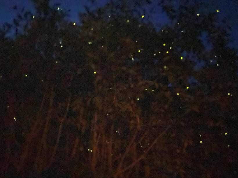 Kuala Lumpur: Kuala Selangor Fireflies and Blue Tears Tour - Monkey Feeding at Kota Melawati: Fun, Rules, and Staying in Control