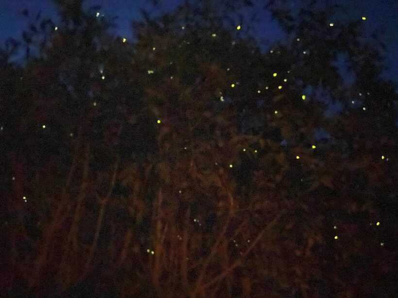 Kuala Lumpur: Kuala Selangor Fireflies and Blue Tears Tour - Chasing Blue Tears: A Rare Glow With Real Conditions Behind It