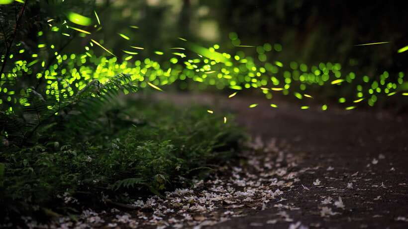 Kuala Lumpur: Kuala Selangor Firefly Tour and Dinner - Key highlights I’d circle first