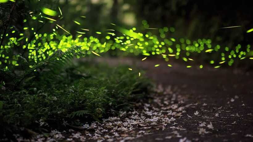 Kuala Lumpur: Kuala Selangor Firefly Tour and Dinner - Wildlife timing: macaques, silver leaf monkeys, and how to act
