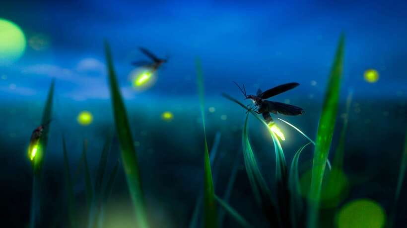 Kuala Lumpur: Kuala Selangor Firefly Tour and Dinner - Guides can change the experience: Nesh, Aru, and Karthi