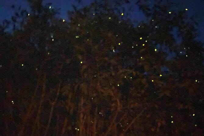 Kuala Selangor Fireflies and Blue Tears Tour with Dinner (SIC) - Key highlights you should care about