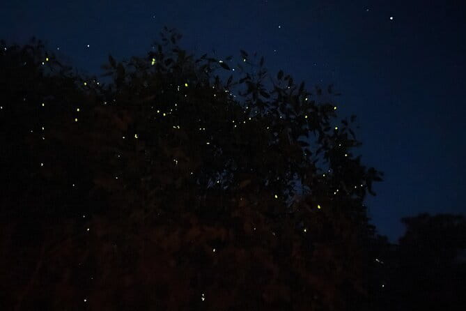 Kuala Selangor Fireflies and Blue Tears Tour with Dinner (SIC) - Why Kuala Selangor’s fireflies and Blue Tears feel special