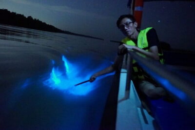 Kuala Selangor Fireflies and Blue Tears Tour with Dinner (SIC)