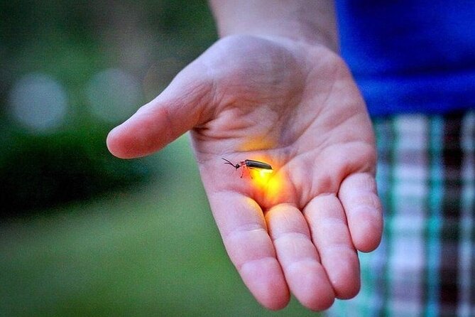 Kuala Selangor Fireflies - Batu Caves Temple- Malawati Hill DayTour With Dinner - Transportation, time, and why “8 hours” can feel different