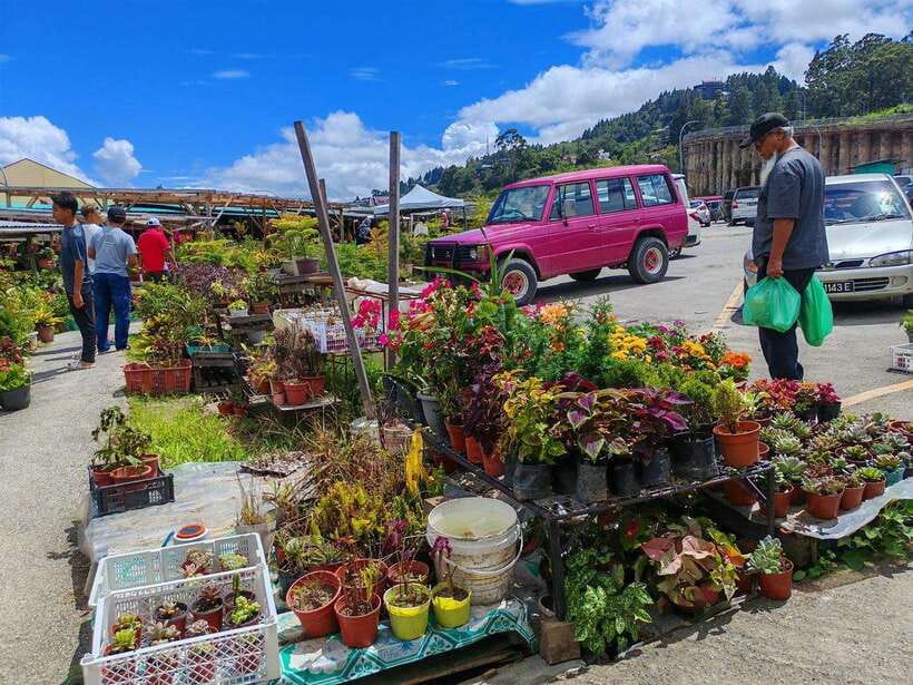 Kundasang : ATV Ride, Dairy Farm Visit & Meal Shared Tour - Desa Dairy Farm and Ladang Tenusu: cows, goats, and open-air time