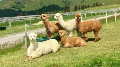 Kundasang: Day Tour with Desa Dairy Farm and Alpaca Club