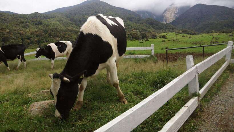 Kundasang: Day Tour with Desa Dairy Farm and Alpaca Club - Sabah City Mosque: A Calm Cultural Finish Without Dragging the Day