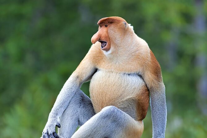 Labuk Proboscis, Sepilok, Sun Bear, Sandakan City Tour & Lunch - Key highlights worth caring about