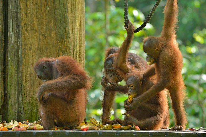Labuk Proboscis, Sepilok, Sun Bear, Sandakan City Tour & Lunch - Price and value, what $151.32 really covers