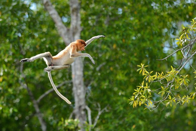 Labuk Proboscis, Sepilok, Sun Bear, Sandakan City Tour & Lunch - Stop 3: Labuk Bay Proboscis Monkey Sanctuary in mangroves