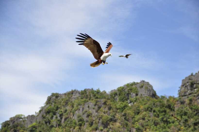 Langkawi: 6-Hour Private Island Highlights Tour - Mangroves, boats, caves, and the side trips that add variety