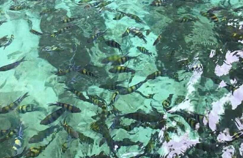 Langkawi: Dangli Island or Pulau Intan Kecil Snorkeling Tour - Food, snacks, and drinks: a key part of the value equation