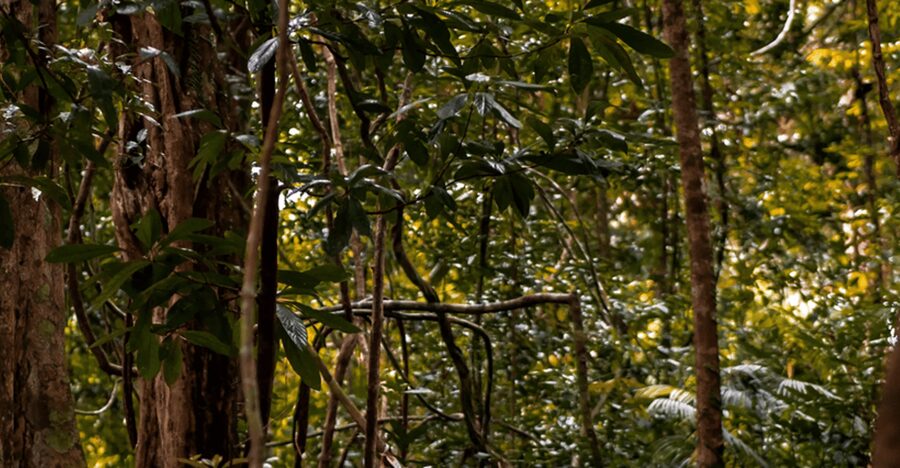 Langkawi: Dream Forest Langkawi Standard Admission Ticket - Ticket price and value for a 1-day night plan