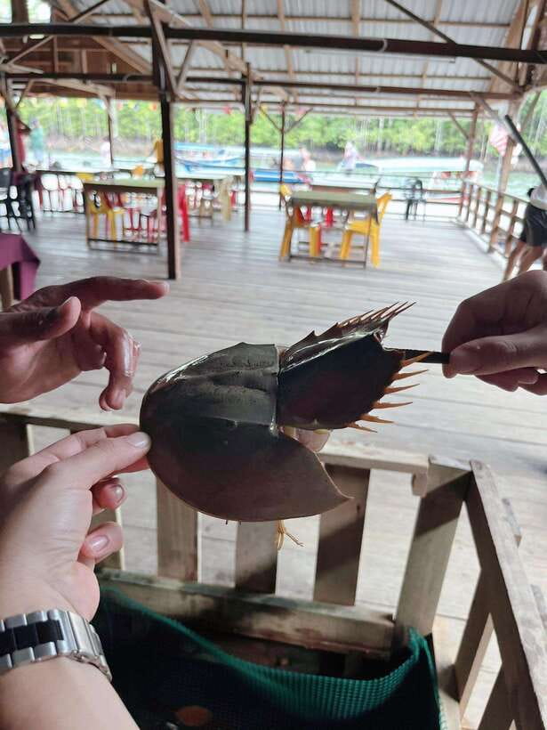 Langkawi: Half-Day Private Kilim River Mangrove Boat Tour - Andaman Sea air, quick shoreline stops, and why timing matters