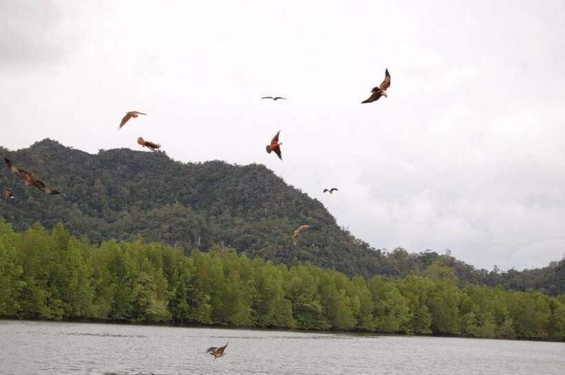 Langkawi: Island Hopping Tour - Beras Basah Island: Beach Time, Clear Water, and a Walk Along the Pier