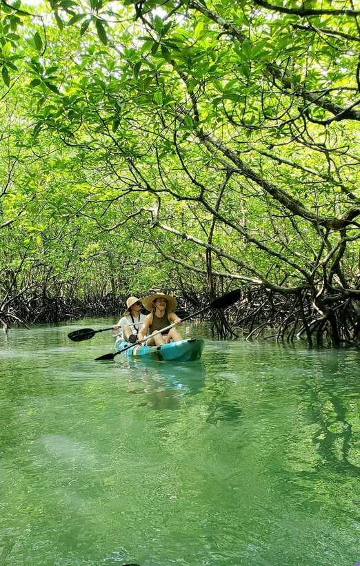 Langkawi : Kilim Geoforest Mangrove Kayak Tour with Lunch - Eagle watching with the no-feeding rule, what it means for your experience