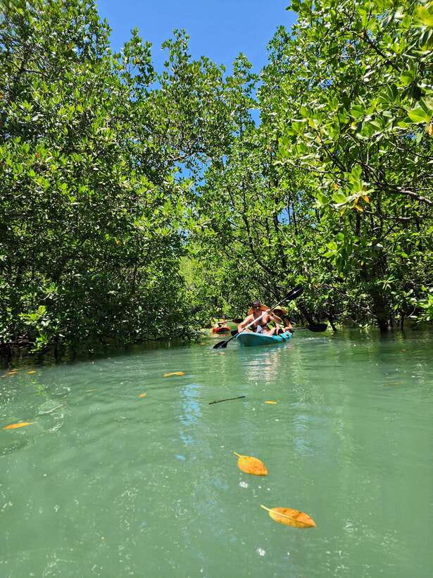 Langkawi : Kilim Geoforest Mangrove Kayak Tour with Lunch - Optional bat cave and limestone scenery, plan for a quick extra detour