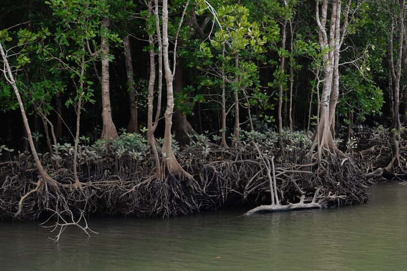 Langkawi: Kilim Geopark Mangrove Tour with Eagle Watching - The 3-hour flow: what the ride feels like minute by minute