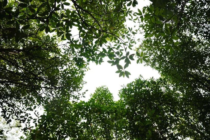 Langkawi: Kilim Geopark Mangrove Tour with Eagle Watching - Mangrove river cruise: calm water, close views, and the best kind of quiet