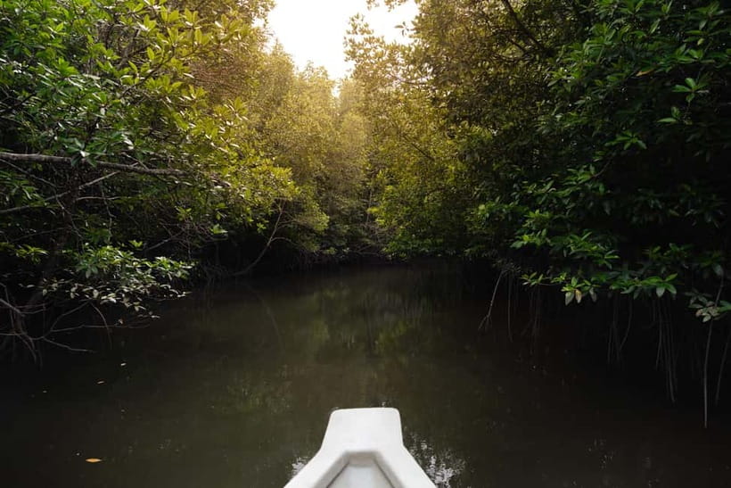 Langkawi: Kilim Geopark Mangrove Tour with Eagle Watching - Crocodile Cave and the Bat Cave fee: what to expect at cave stops