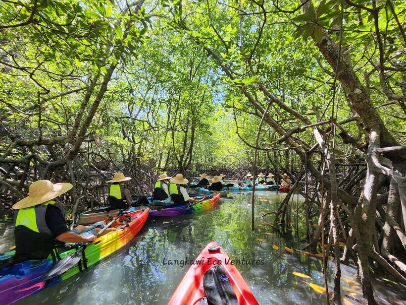 Langkawi : Kilim Mangrove Boat & Fun Kayak Tour with Lunch - Why Kilim Geoforest Park Is Built for a Boat and Kayak Tour