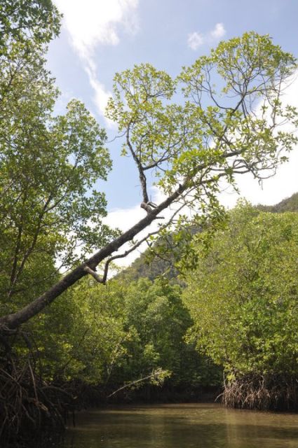 Langkawi: Kilim Mangrove Boat Tour with Lunch and Pickup - Who Should Book This Tour (and Who Might Skip It)