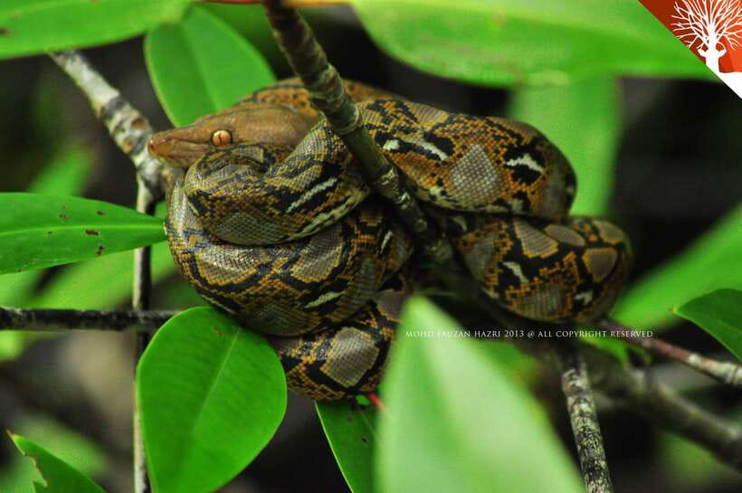 Langkawi: Kilim Mangrove Boat Tour with Lunch and Pickup - The Boat Cruise: Safe, Scenic, and Built for Wildlife Watching