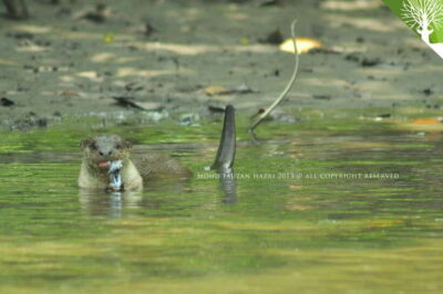 Kilim Mangrove Boat Tour with Lunch and Pickup