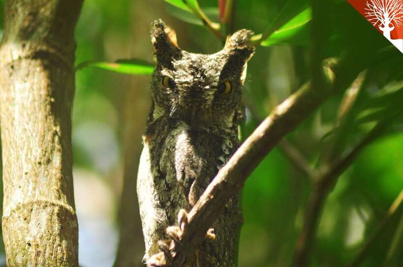 Langkawi: Kilim Mangrove Boat Tour with Lunch and Pickup - Lunch at a Floating Restaurant: Fixed Menu, Solid Value