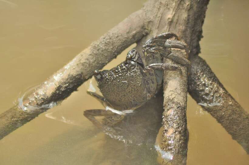 Langkawi: Kilim Mangrove Boat Tour with Lunch and Pickup - Guides Make the Experience: Sara, Fauzan, Zac, Hafiz, and More