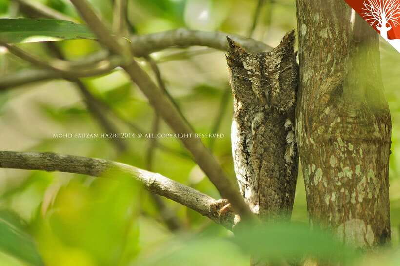 Langkawi: Kilim Mangrove Boat Tour with Lunch and Pickup - Photography After the Tour: A Requested Extra