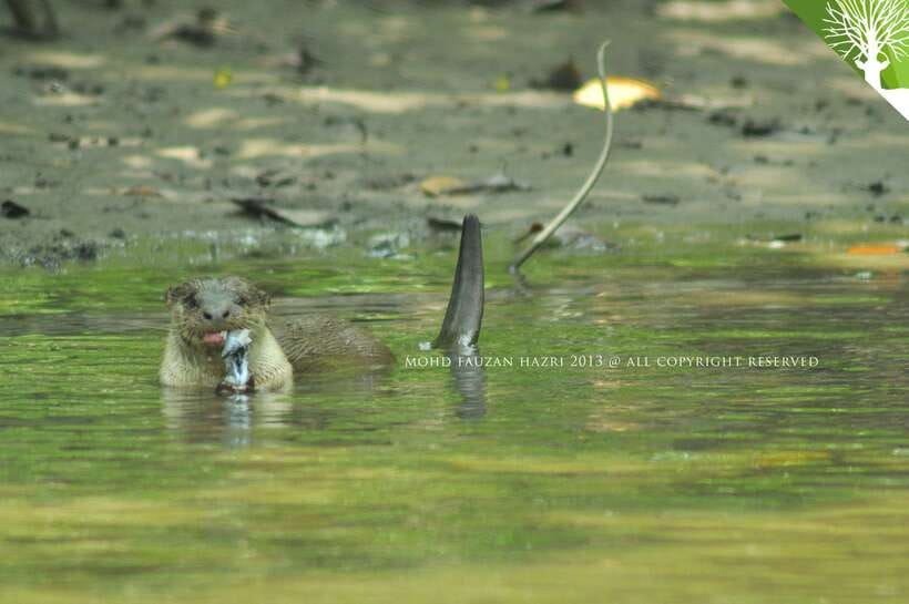 Langkawi: Kilim Mangrove Boat Tour with Lunch and Pickup - Kilim Geoforest Park: Where Mangroves Make Sense