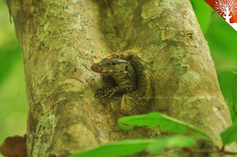 Langkawi: Kilim River Mangrove Safari Kayaking Tour - Timing matters: how the tide changes your paddle route