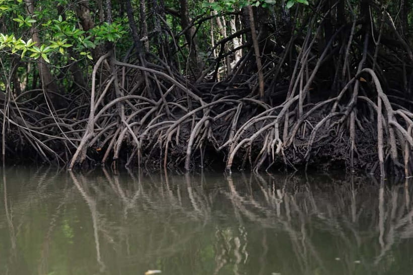Langkawi Mangrove Group Boat Tour - Key highlights to look for